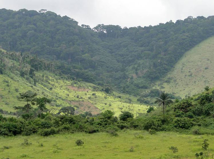 Mayombe Forest